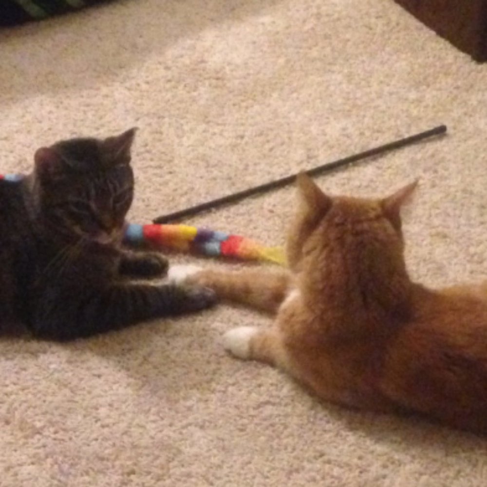 Meet your Posher, Victoria